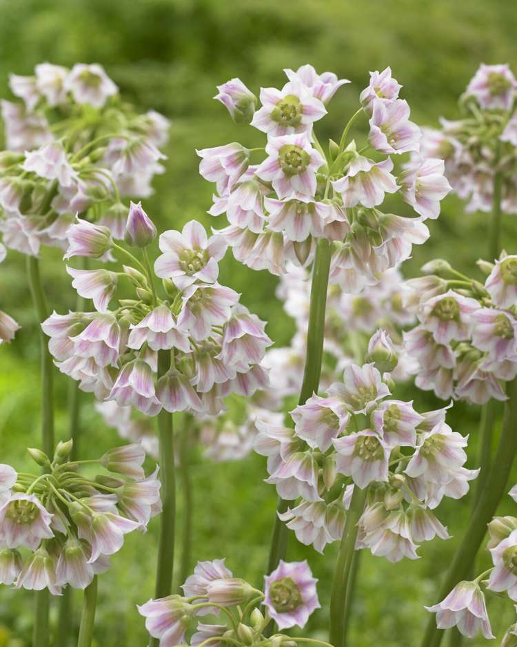 Allium (Zierlauch) 'Tripedale'